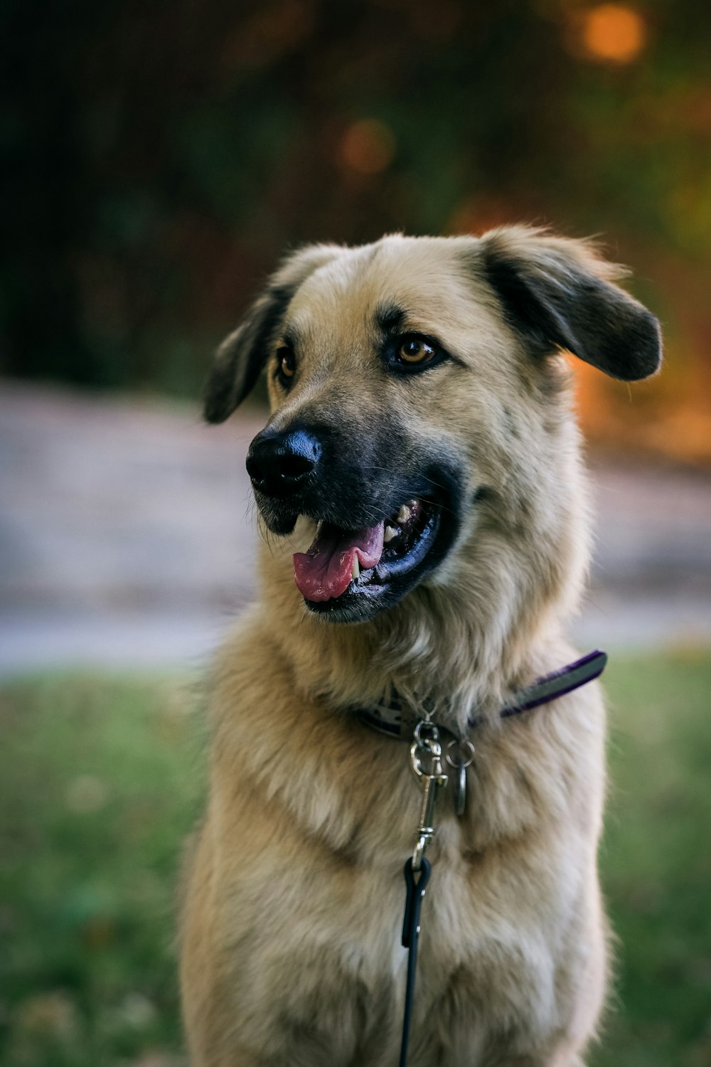 brown and black short coated dog