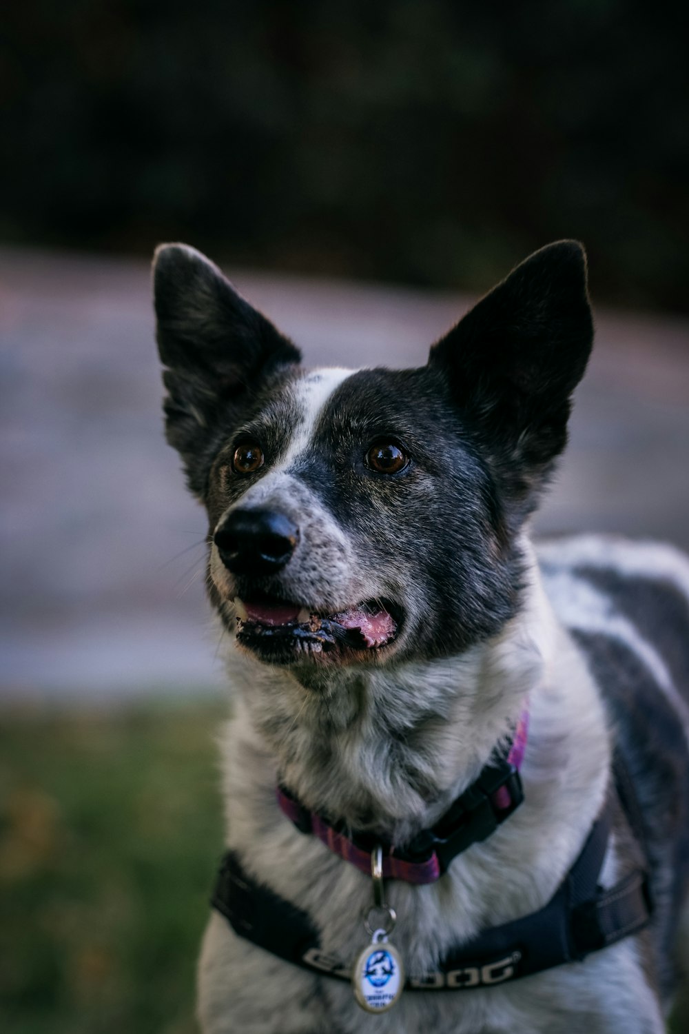 Border Collie blanco y negro