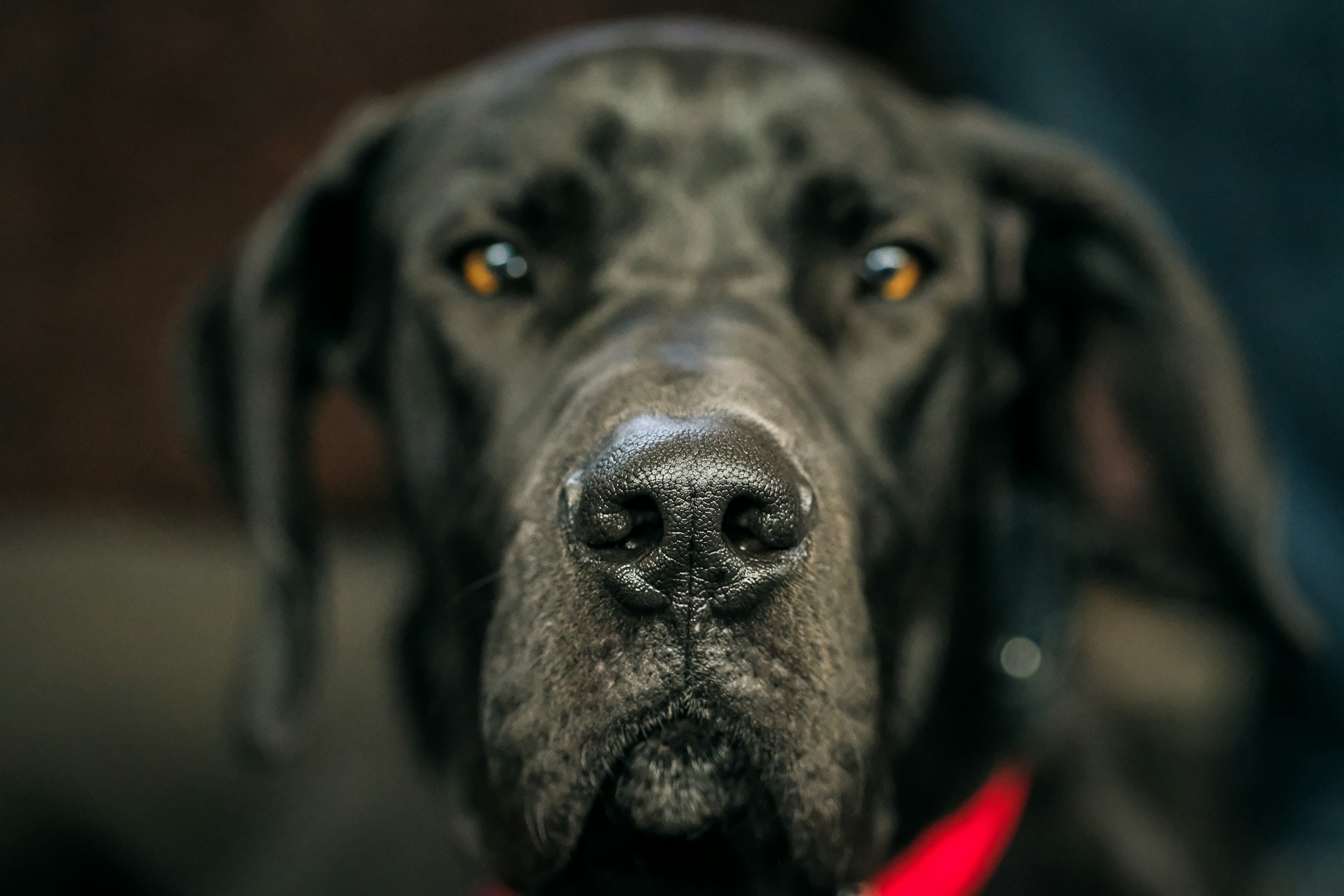 black short coated large dog