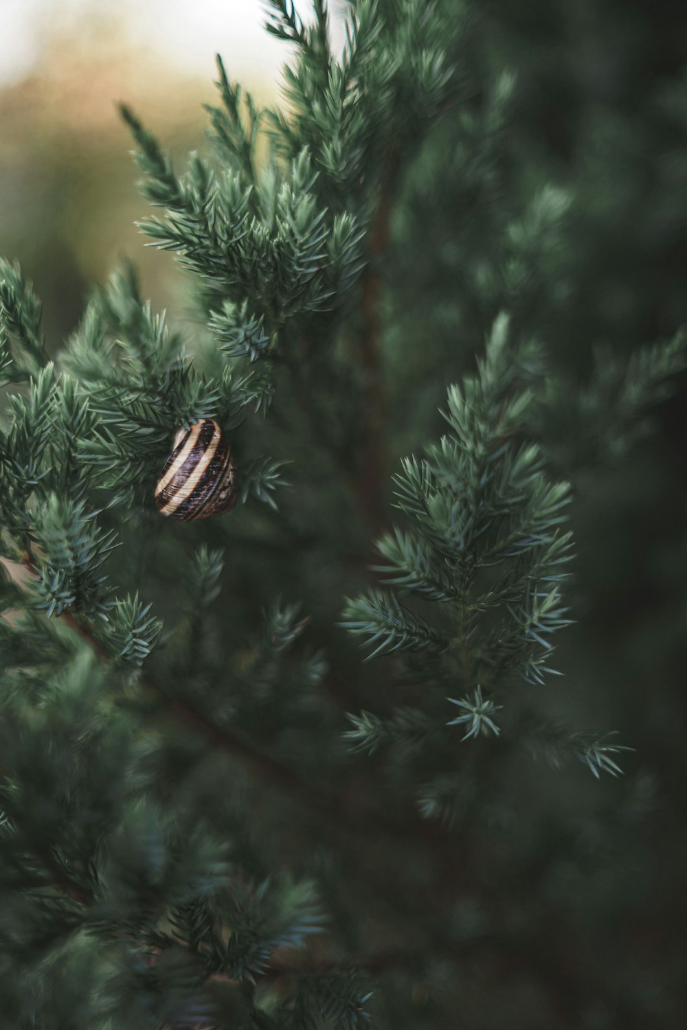 green pine tree with red and black bird