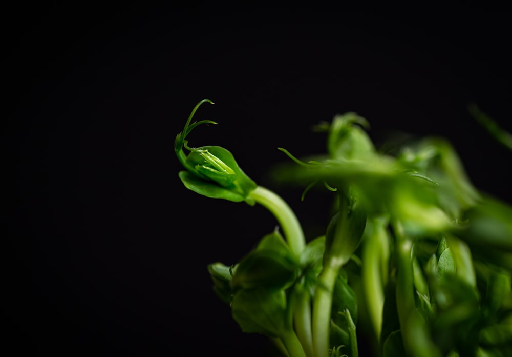 green plant in black background