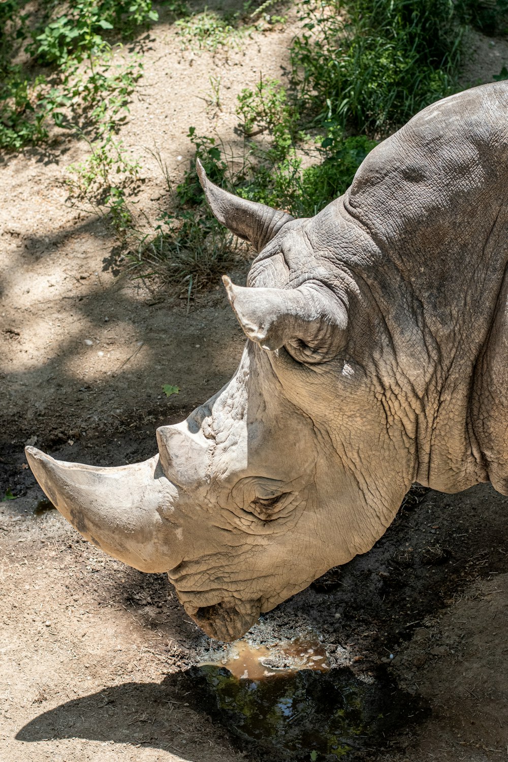 brown rhinoceros on brown soil