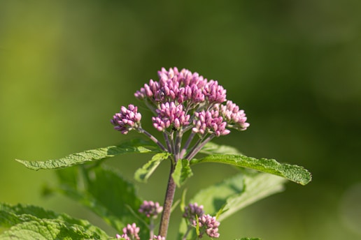 purple flower in tilt shift lens