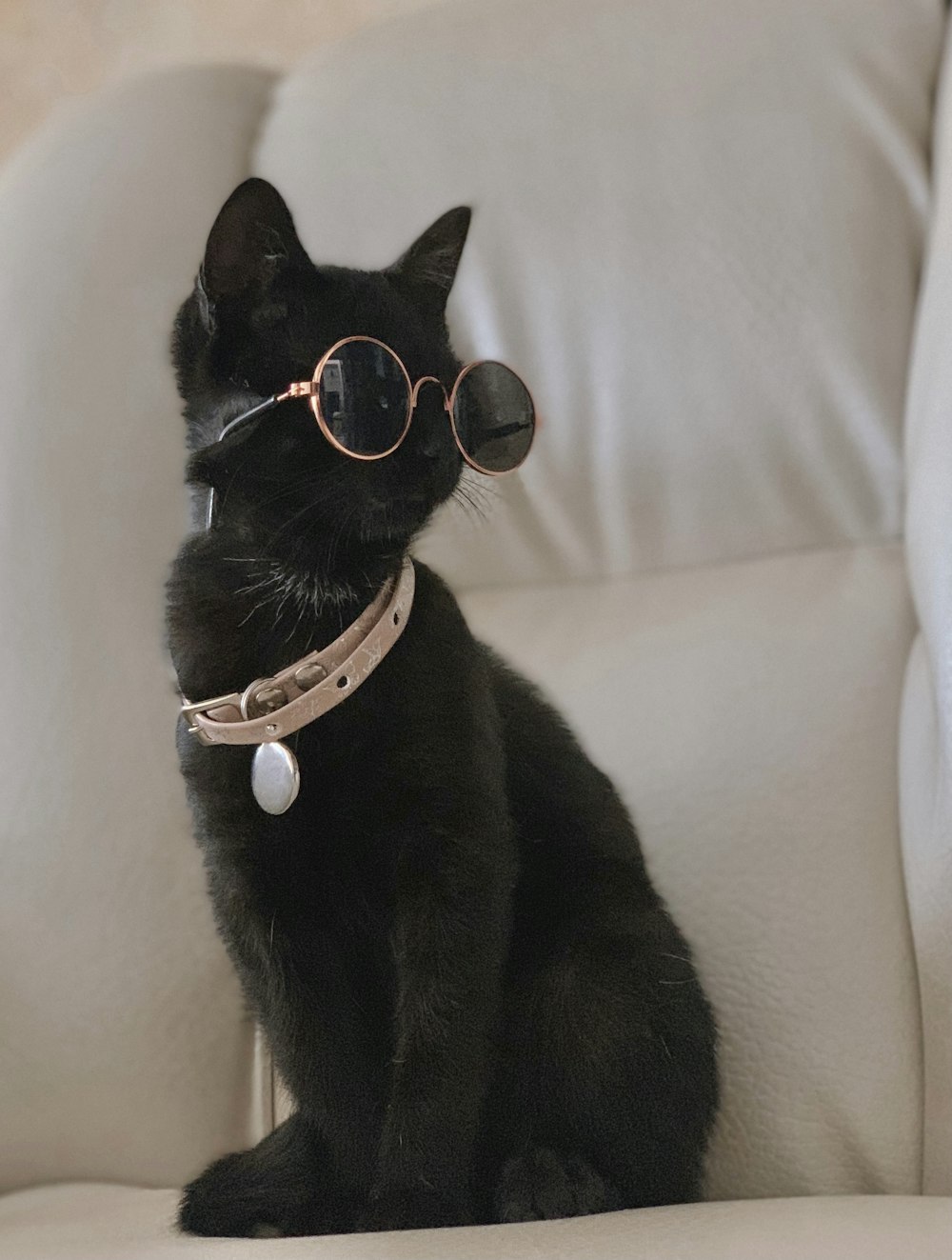 black cat wearing black sunglasses