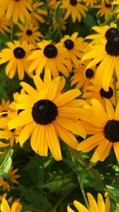 Girasoli Allegri