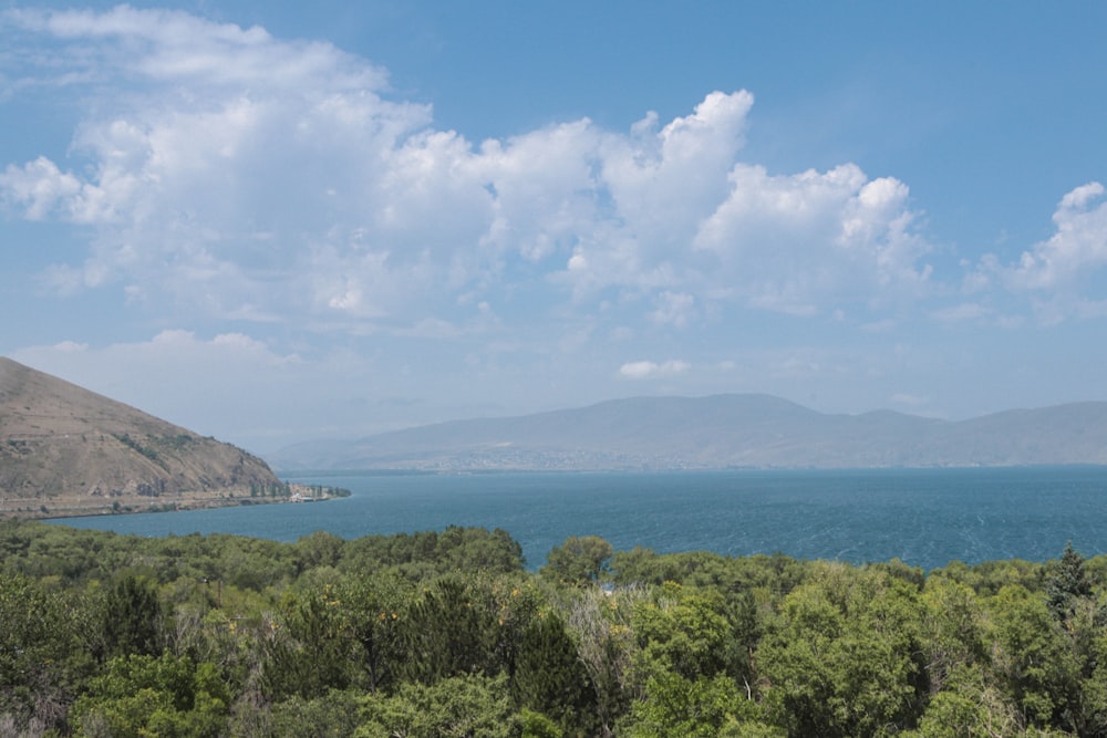 green trees near body of water under white clouds and blue sky during daytime