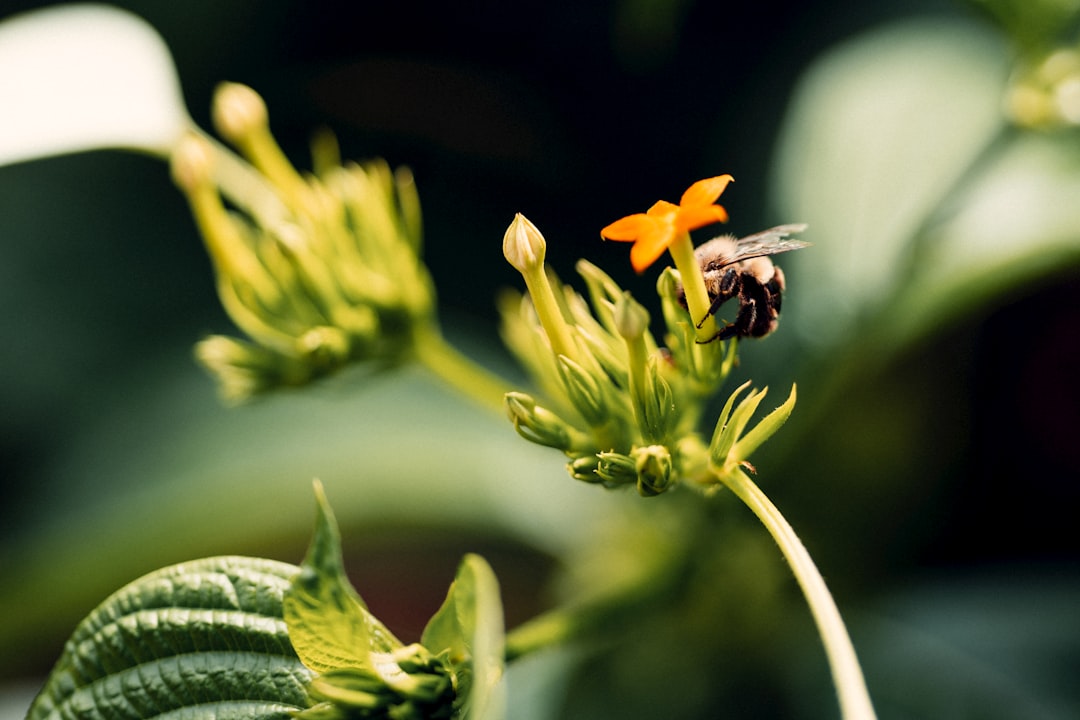 black and red bee on yellow flower