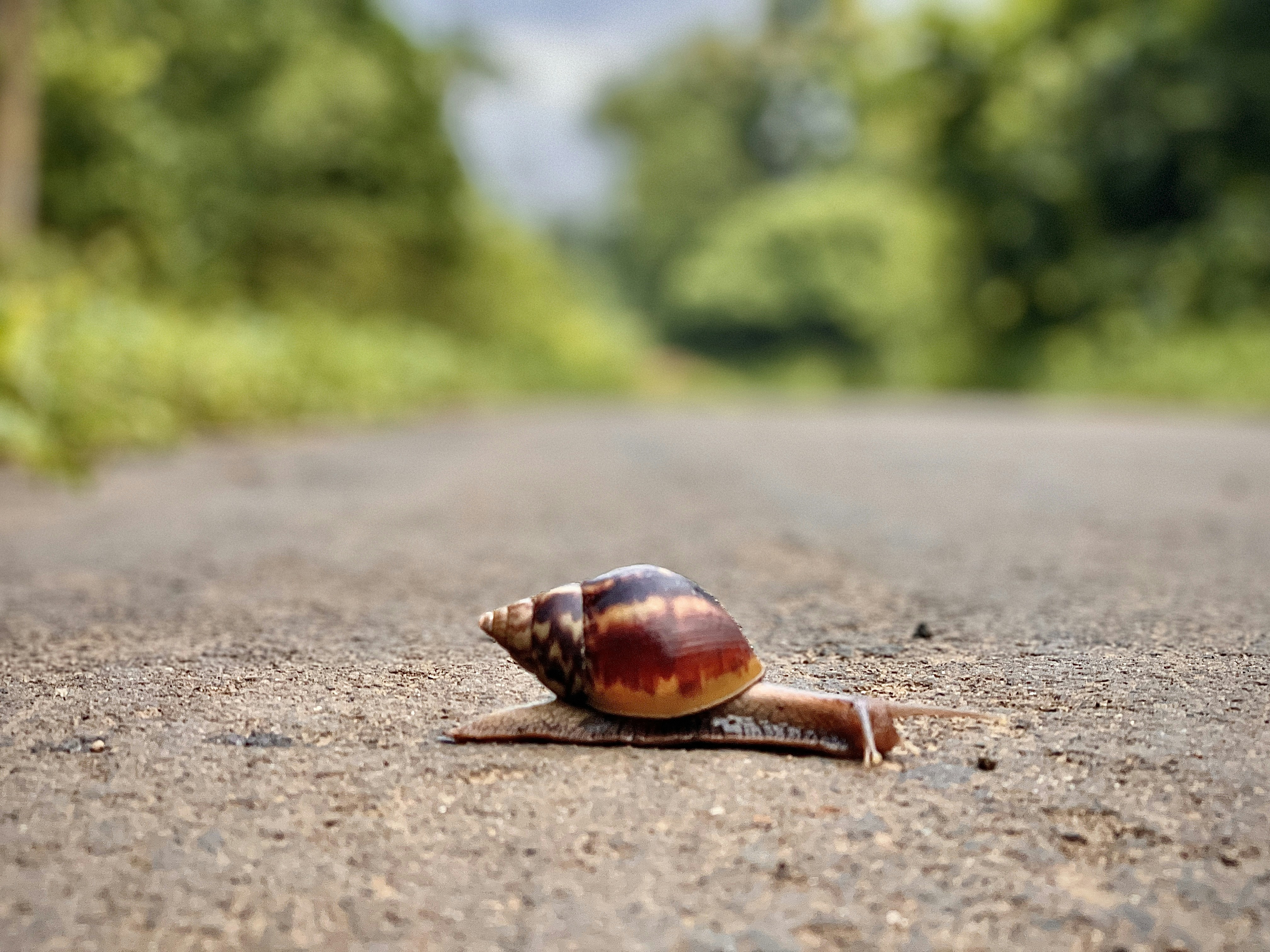 昼間の灰色のコンクリート道路に茶色のカタツムリの写真 Unsplashで見つけるカメの無料写真