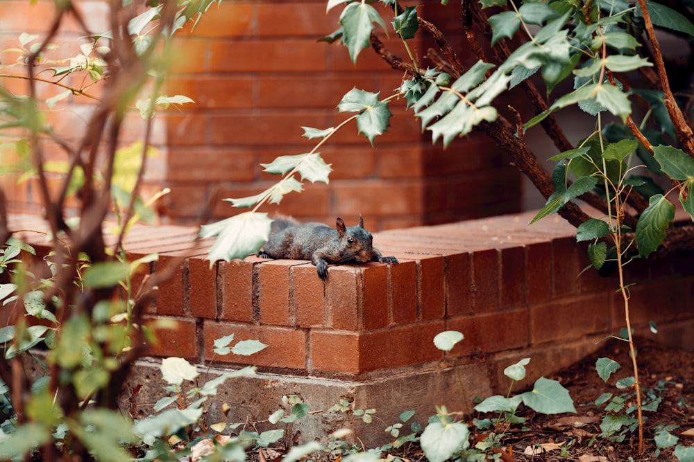 black and white cat on brown brick wall