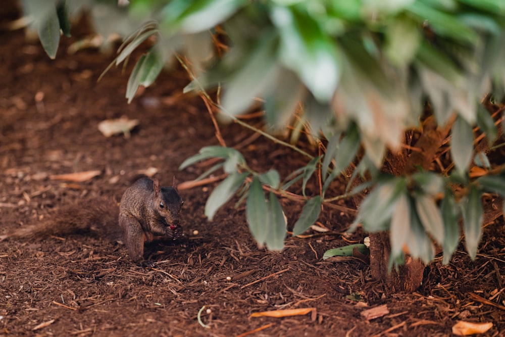 écureuil brun sur sol brun