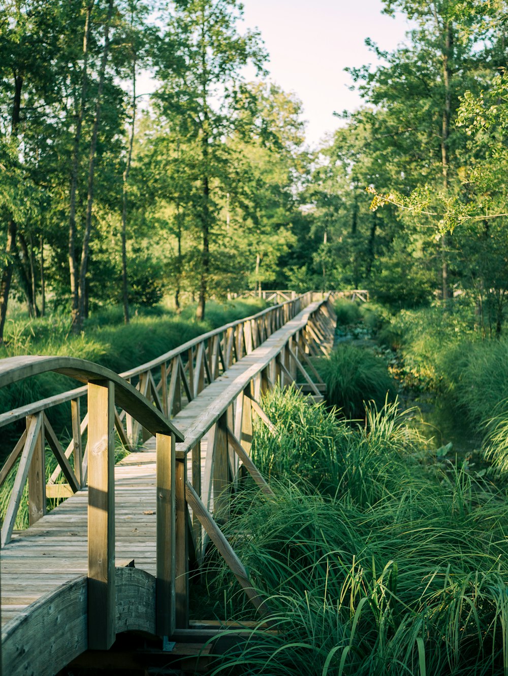 brown wooden bridge in the forest during daytime