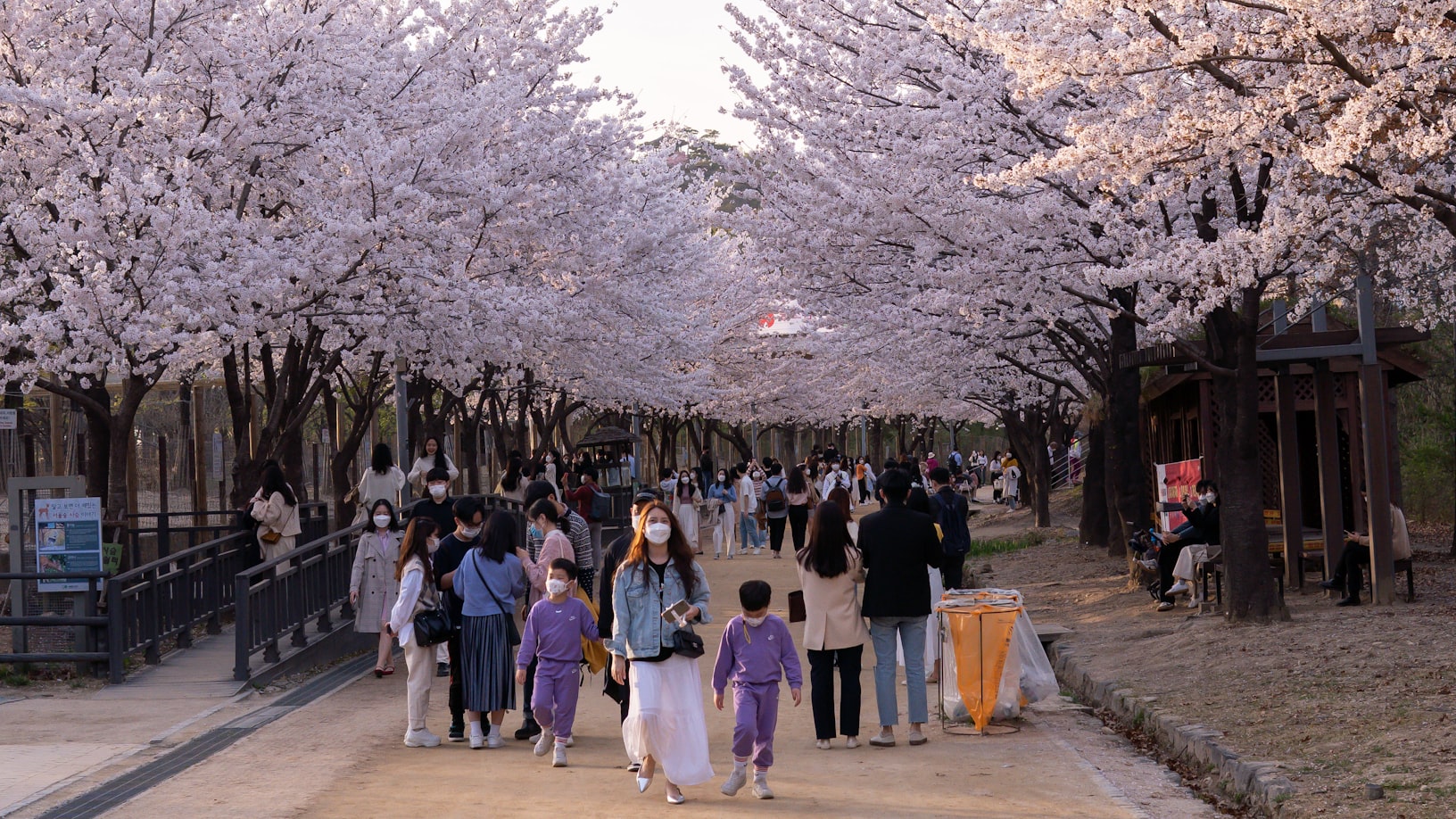 Cherry blossom trees, also known as sakura trees, are deciduous trees that are known for their beautiful pink and white flowers, which bloom in the spring.