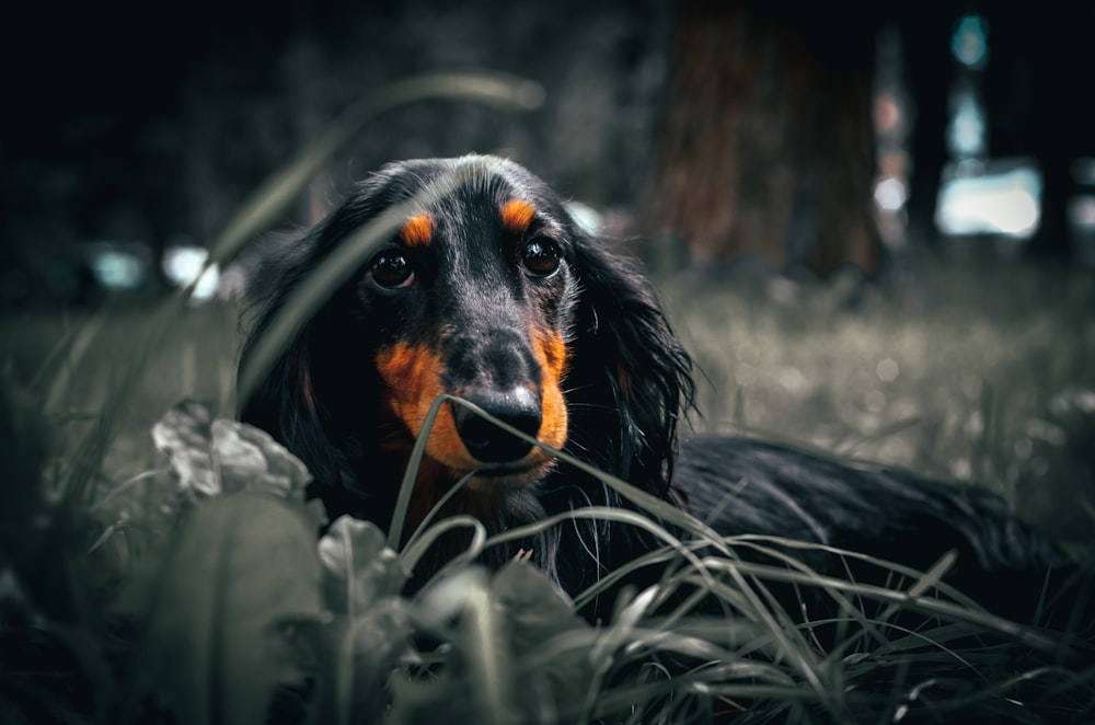 Perro de pelo largo negro y marrón sobre hierba verde durante el día