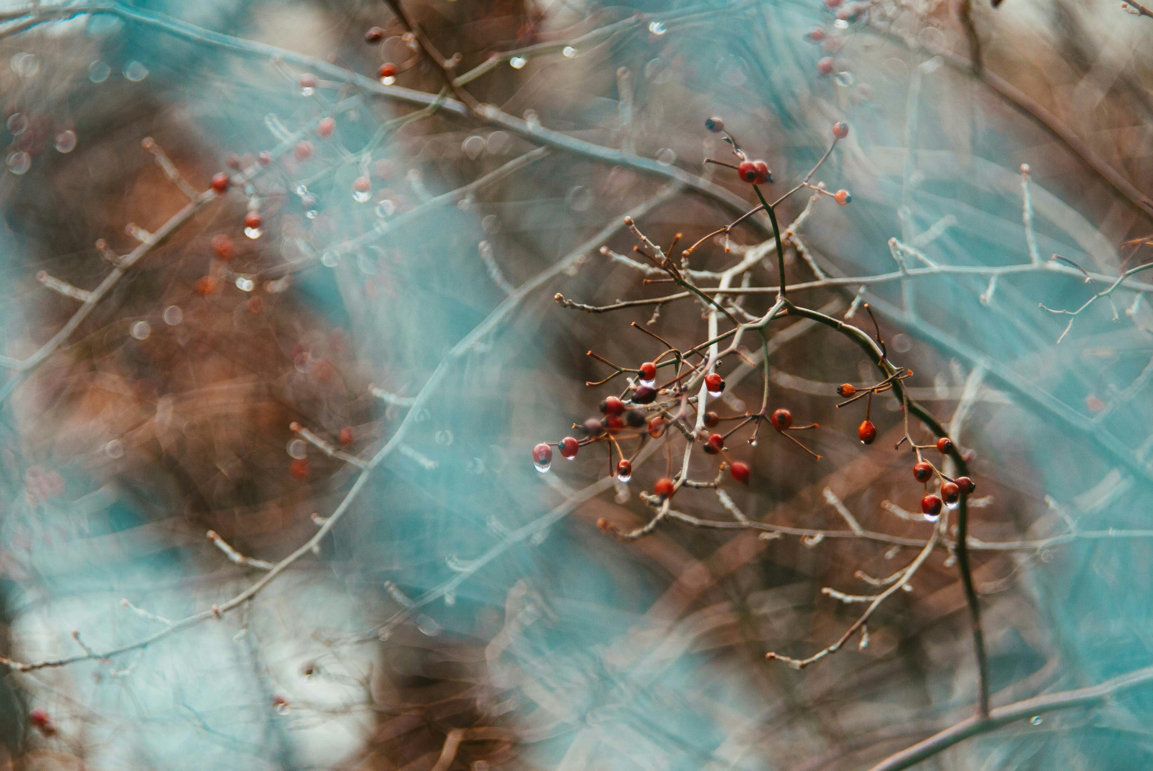 red and brown plant with water droplets