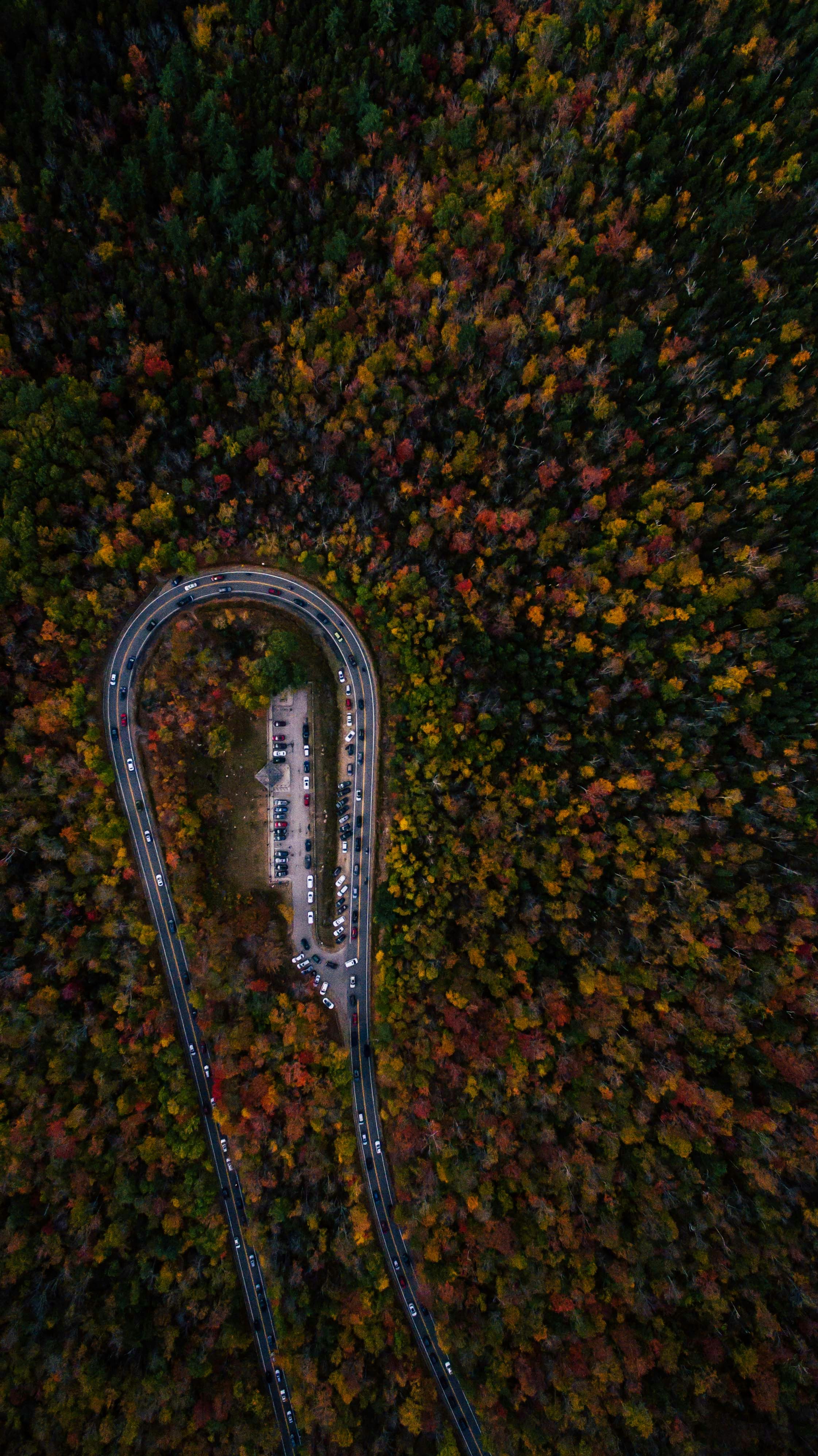 aerial view of road in the middle of green trees