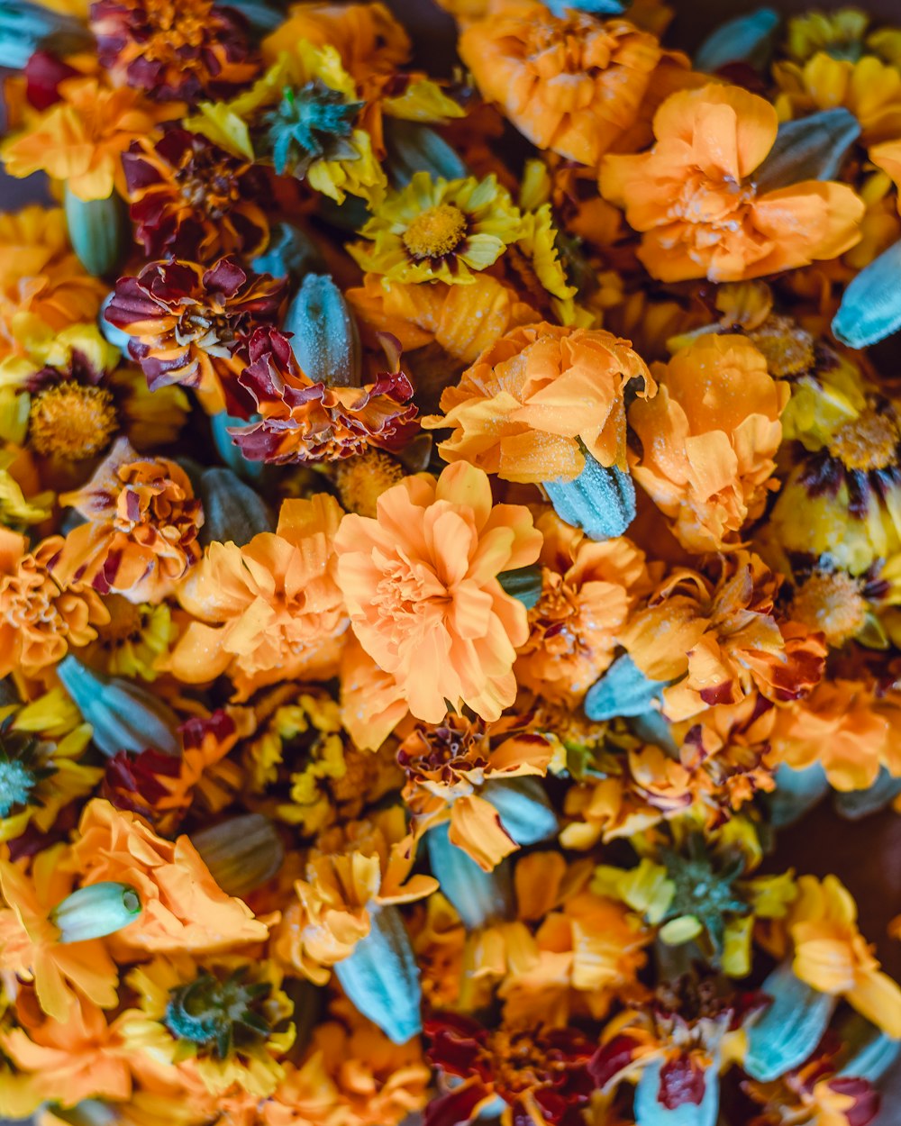 blue and black butterfly on orange flower