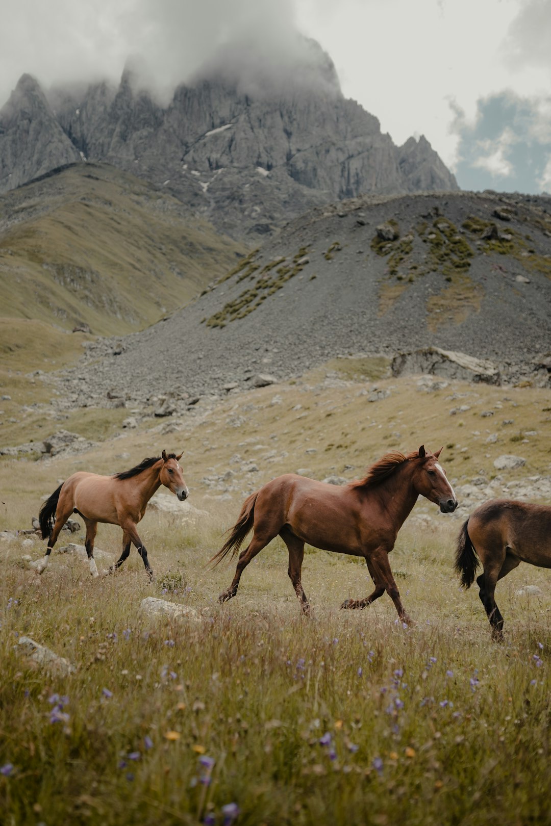 two brown horses on green grass field during daytime