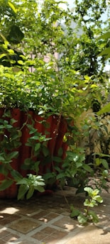 A vibrant green plant in a terracotta pot.