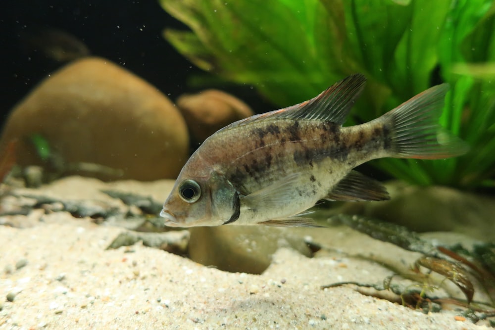 grey and black fish in water