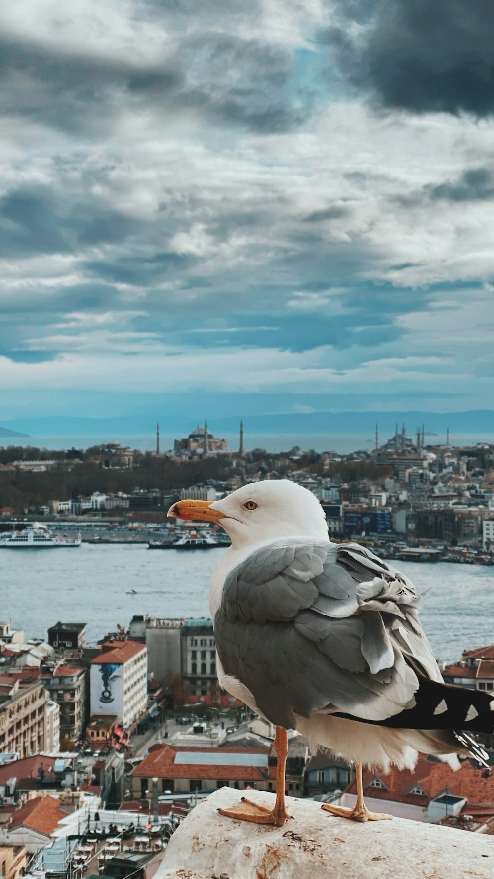 white and gray bird on top of building during daytime