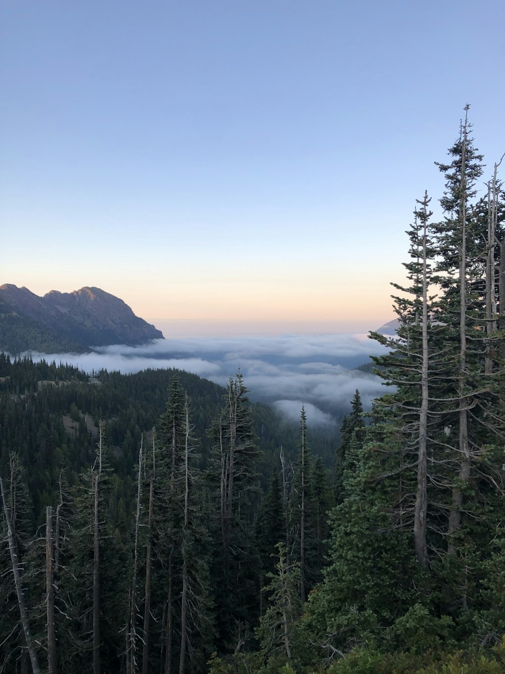 green pine trees near mountain during daytime