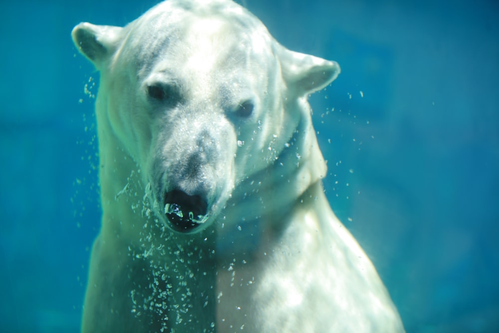 white polar bear in water