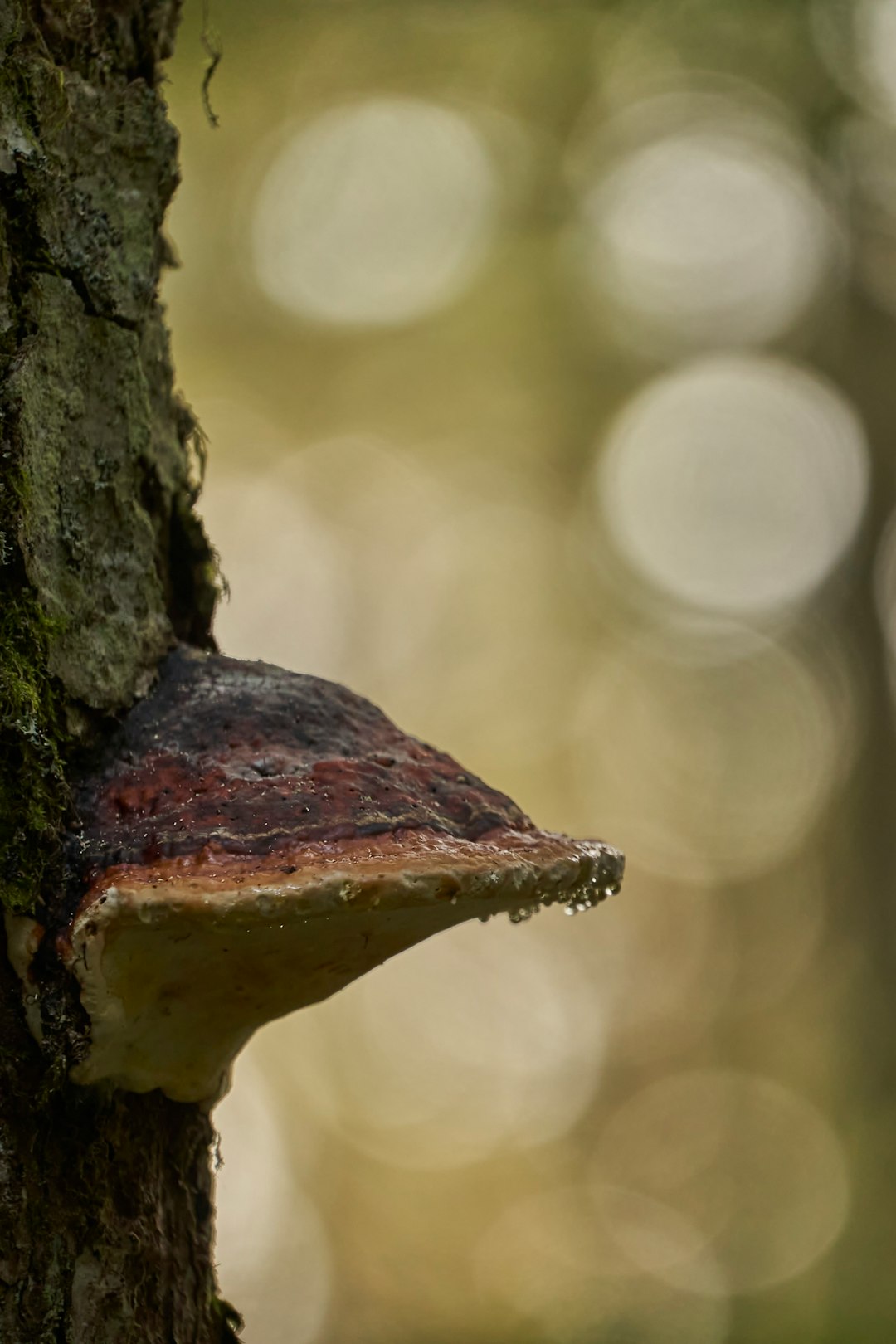 brown and white mushroom on tree trunk