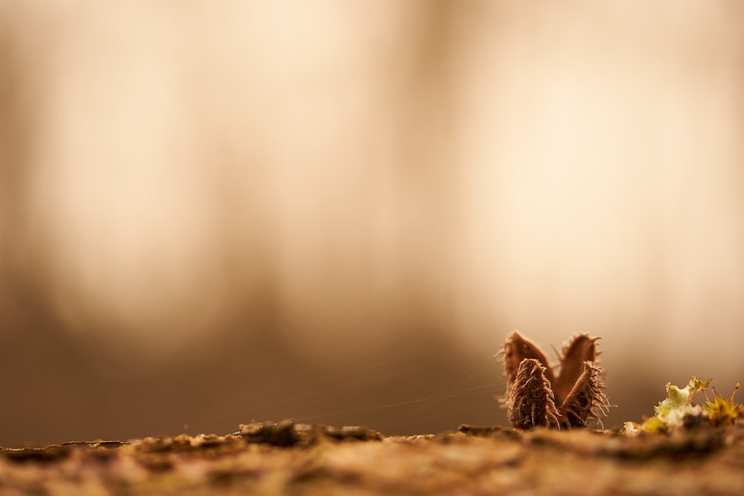 brown dried plant on brown soil