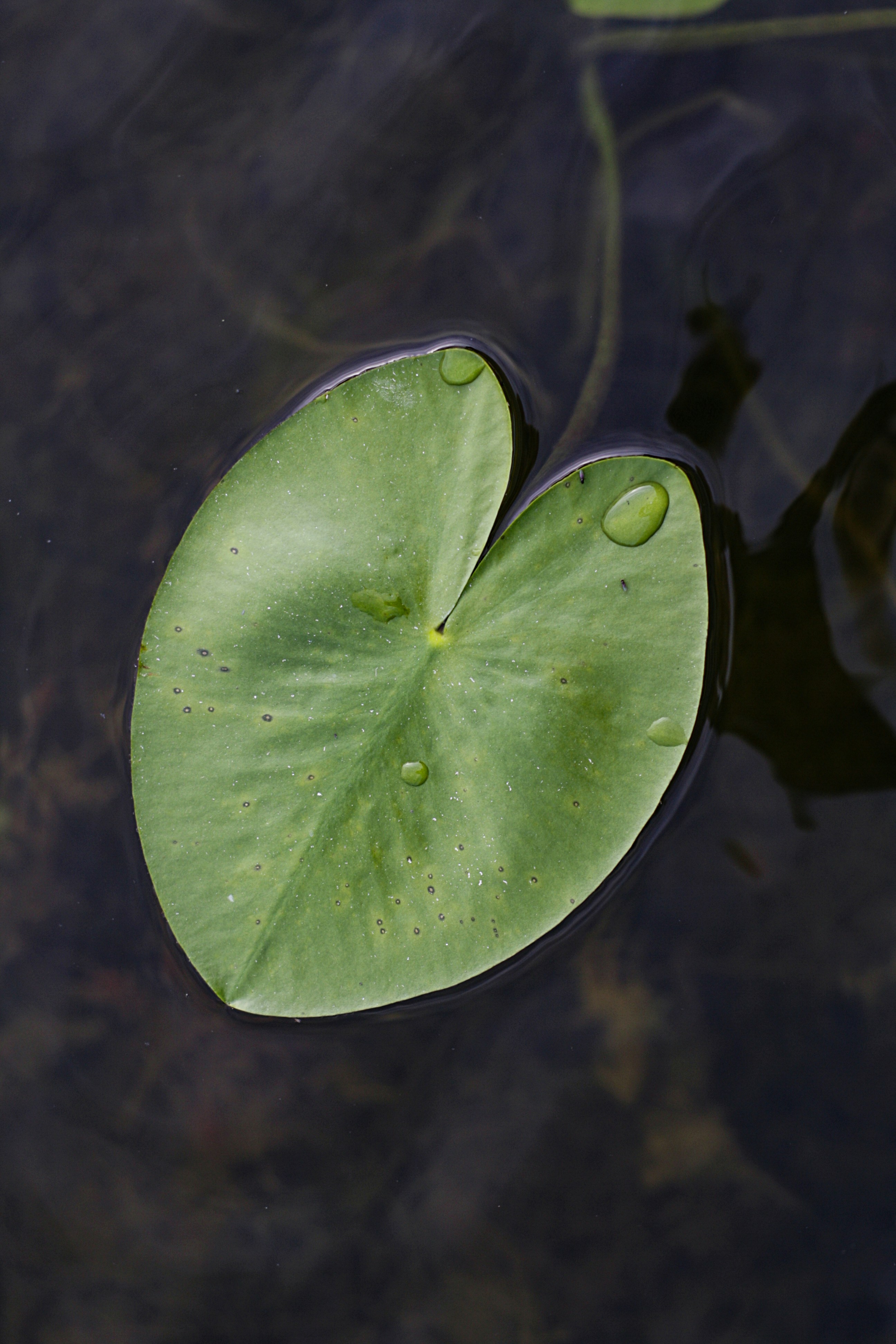 Photo by greenmood