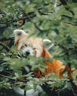 A close-up of a vibrant red panda nestled among green foliage.
