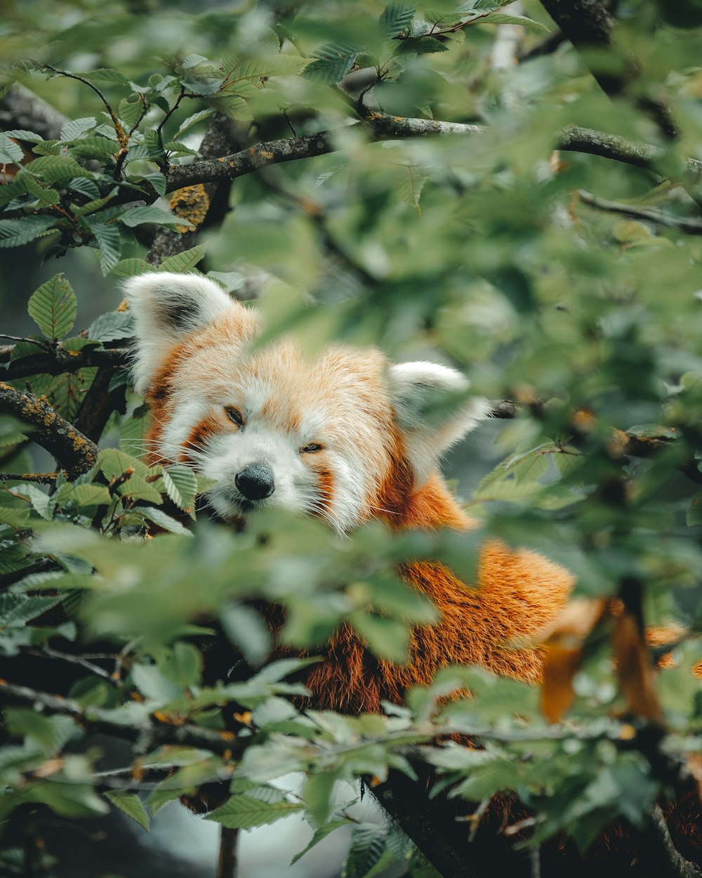 red panda on tree branch during daytime