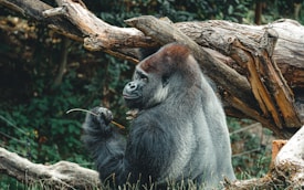 A gorilla sits calmly amidst a natural setting, surrounded by wooden logs and green foliage. It holds a twig in its hand while gazing contemplatively.