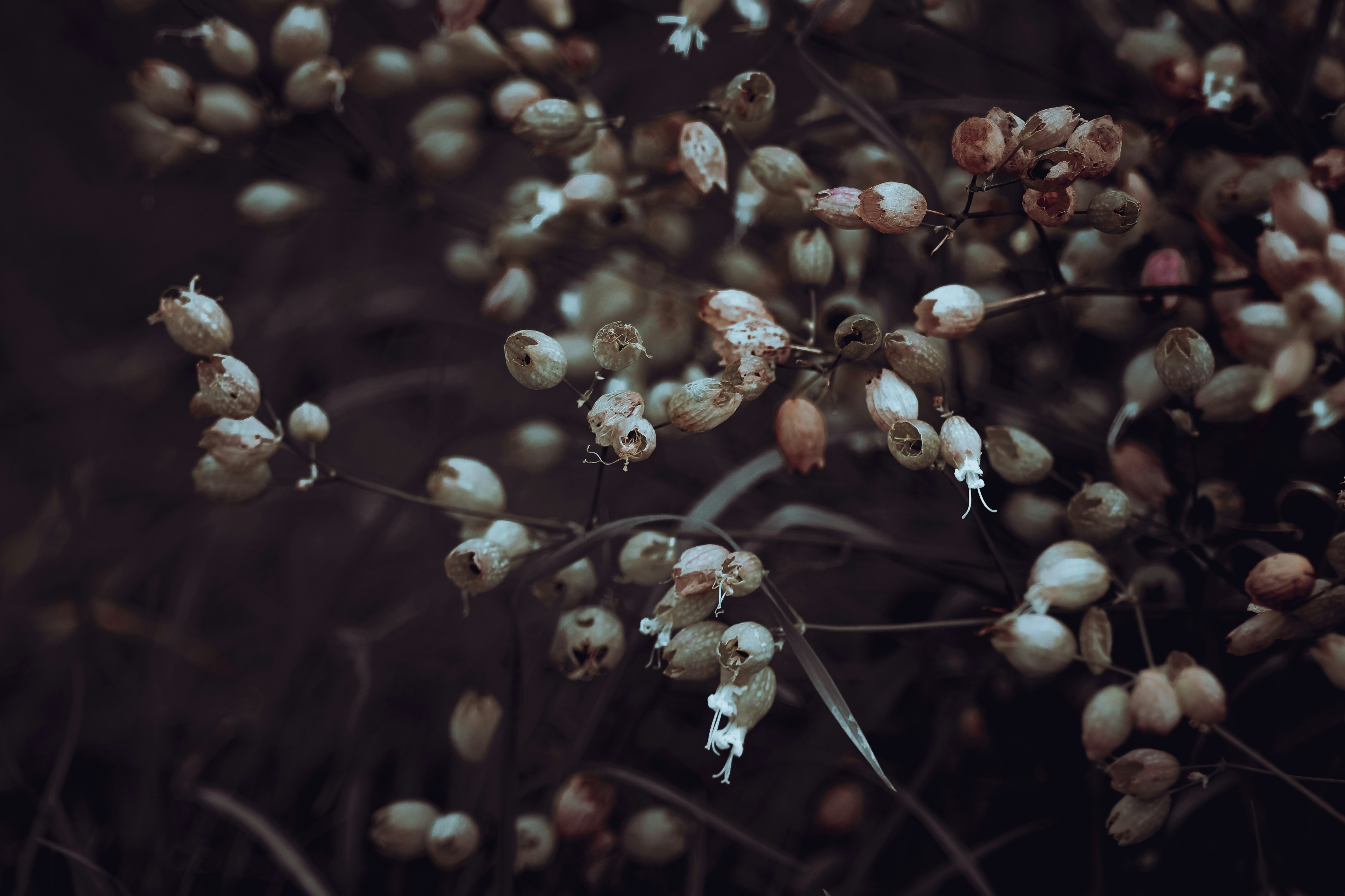 orange and white flower buds