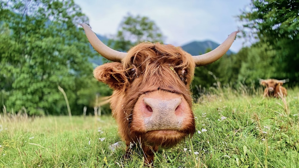 brown cow on green grass field during daytime