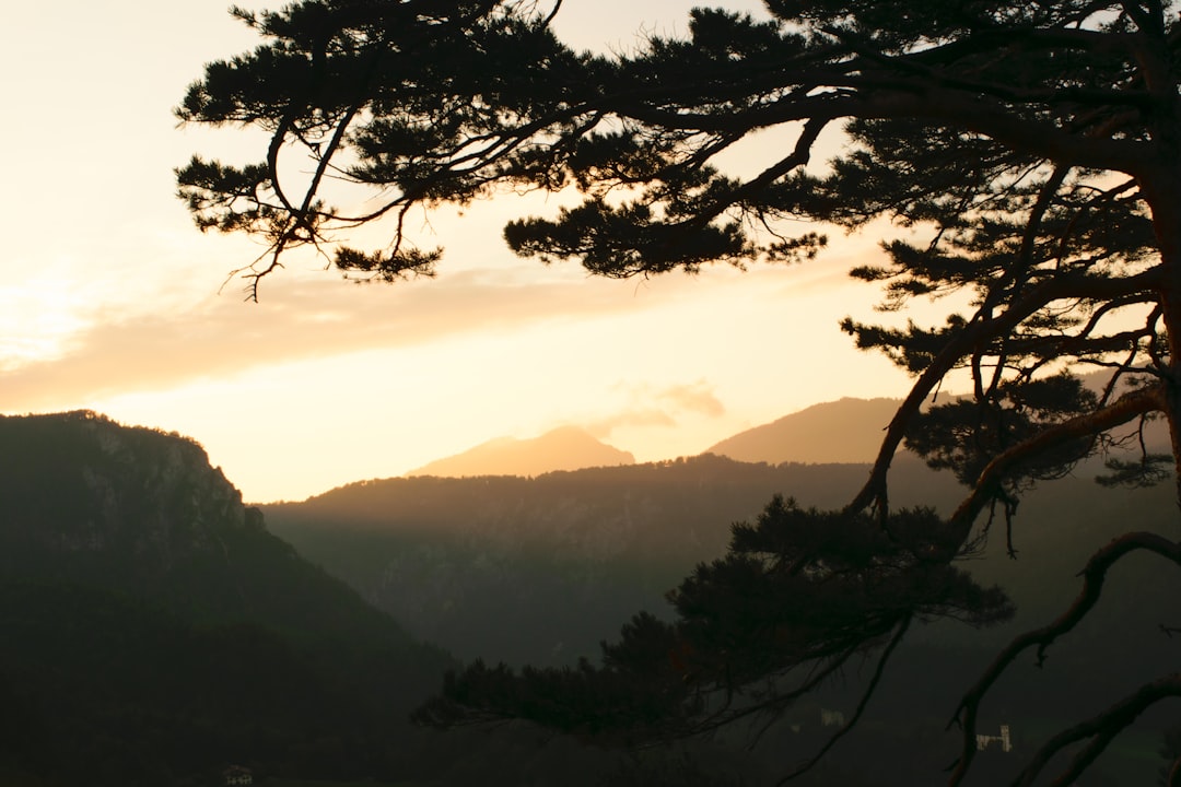 silhouette of tree during sunset