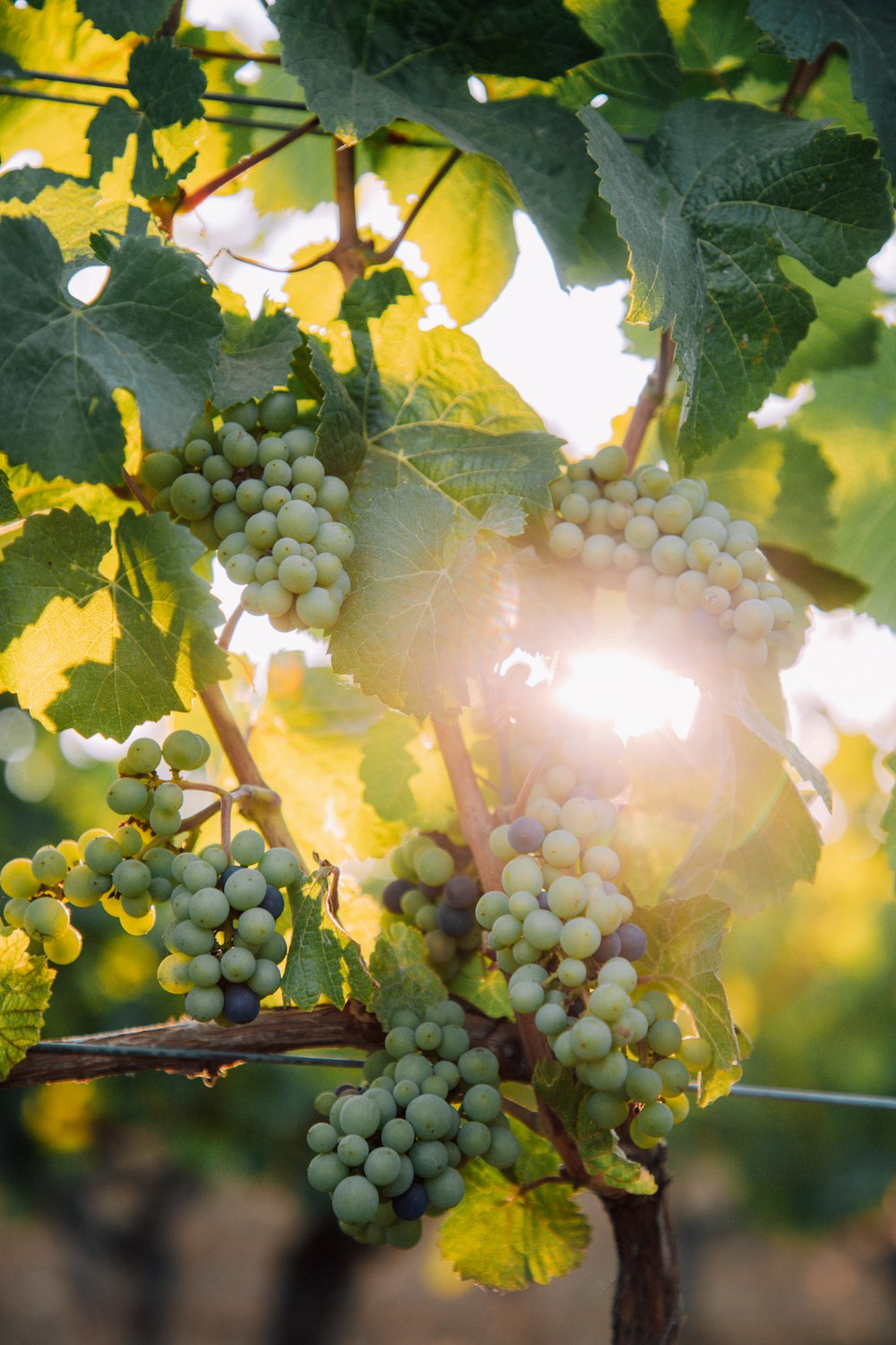 green grapes on brown wooden stick during daytime