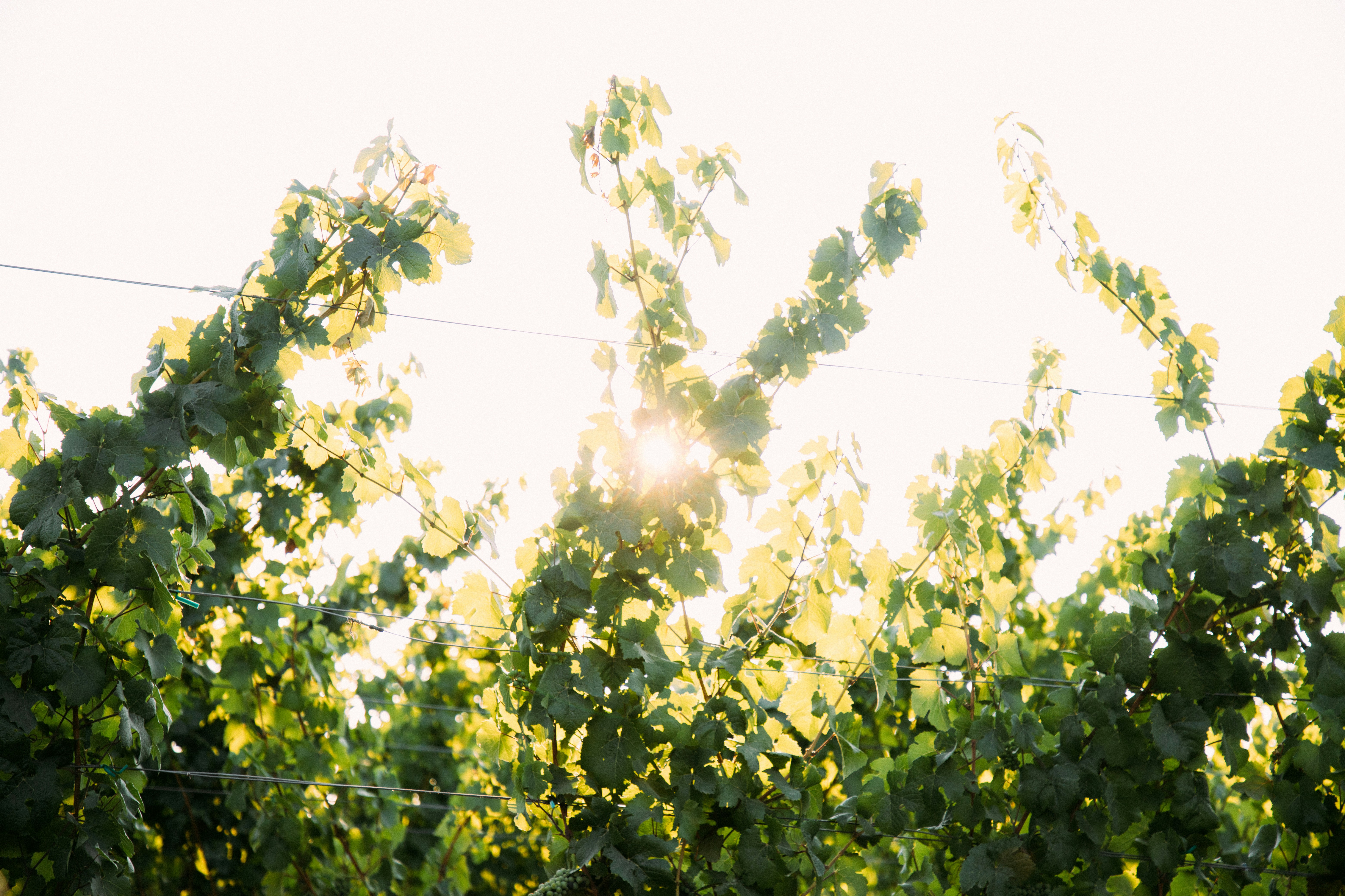 arbre à feuilles vertes sous les nuages blancs pendant la journée
