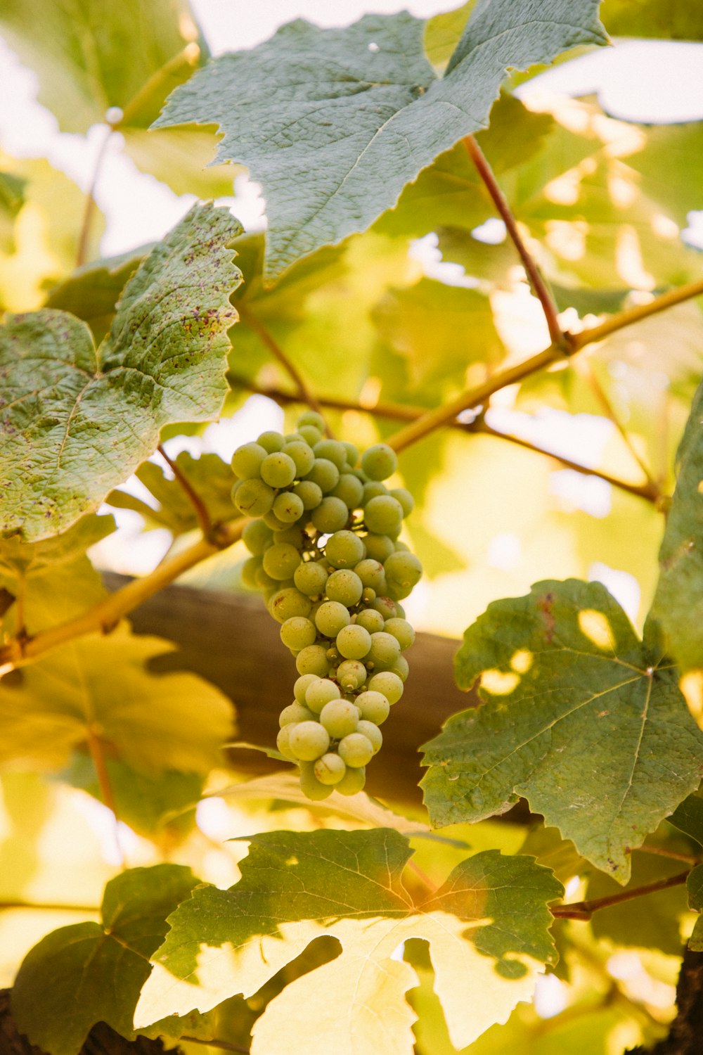 green grapes in close up photography