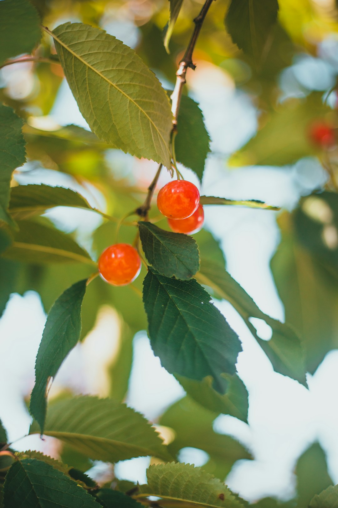 orange fruit on green leaves