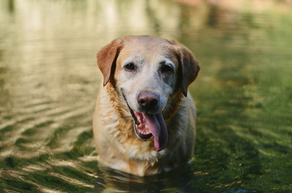 labrador retriever amarelo na água