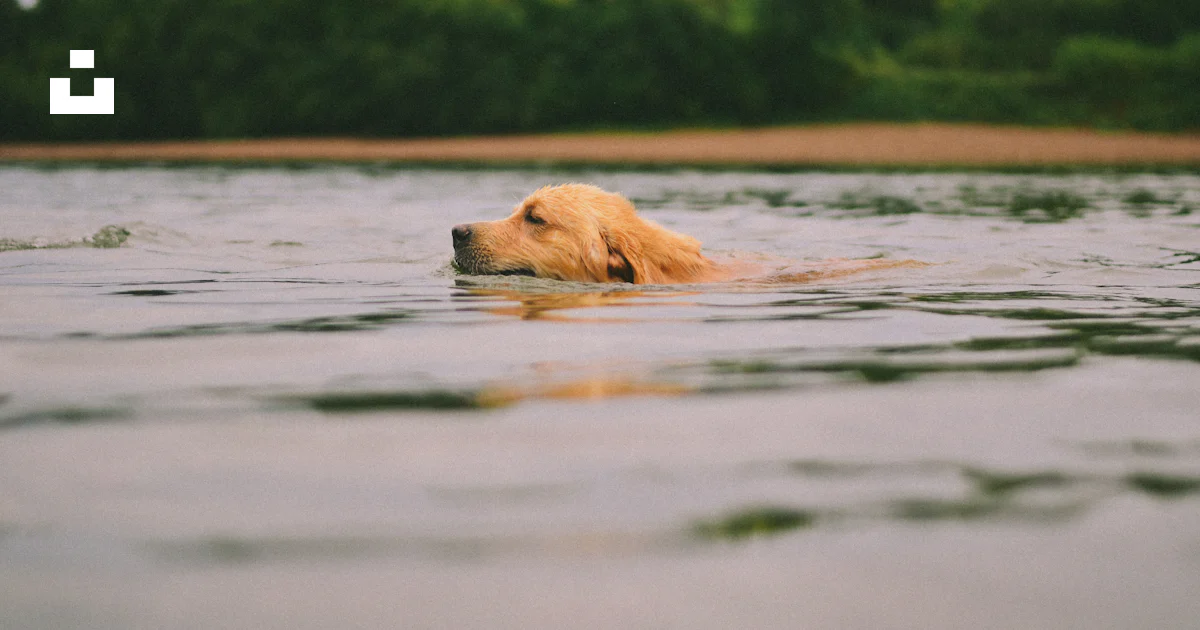 Golden Retriever en el agua durante el día foto – Imagen de Perro ...