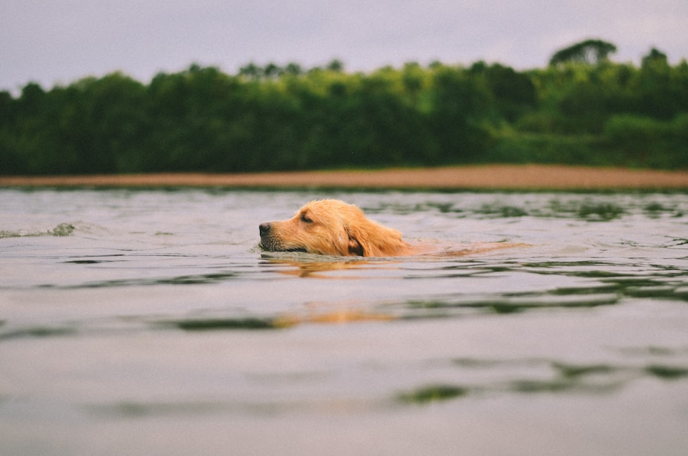 golden retriever in water during daytime