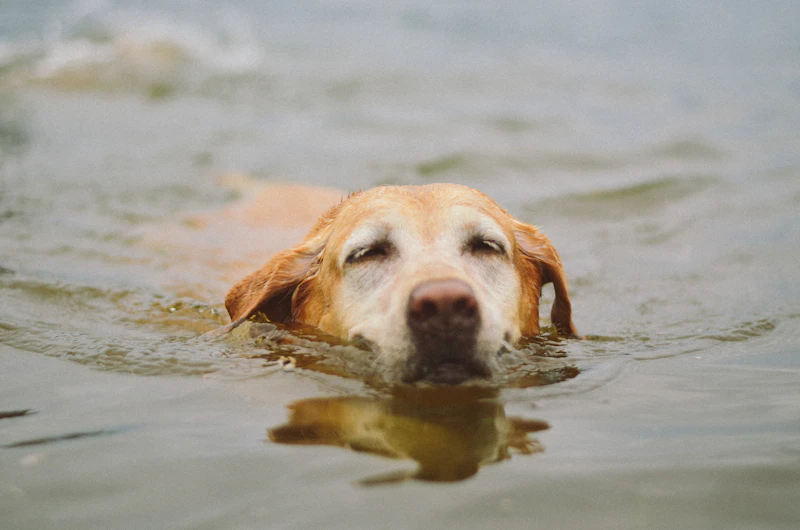 Boone, a grey-muzzled yellow Labrador, swimming in calm water