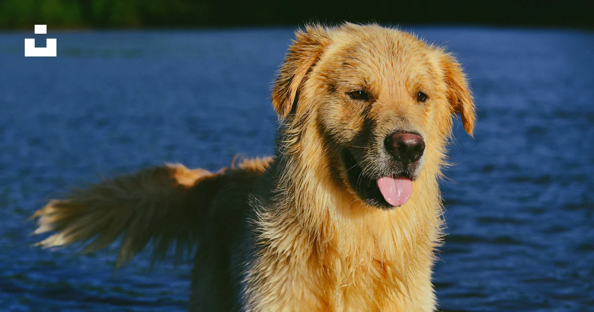 Foto Golden Retriever en el cuerpo de agua durante el día – Imagen ...