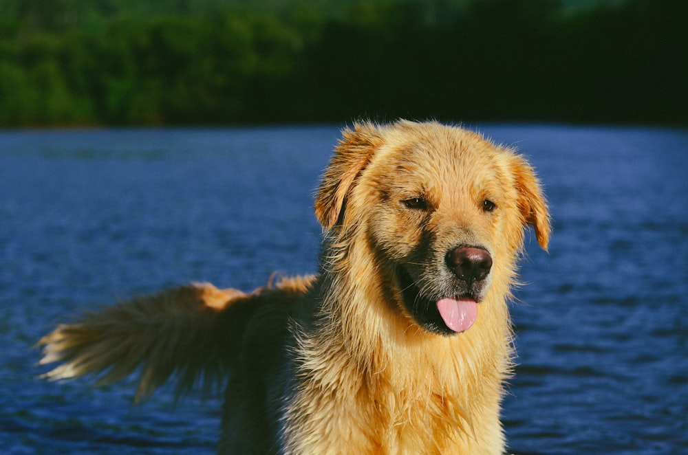 golden retriever on body of water during daytime