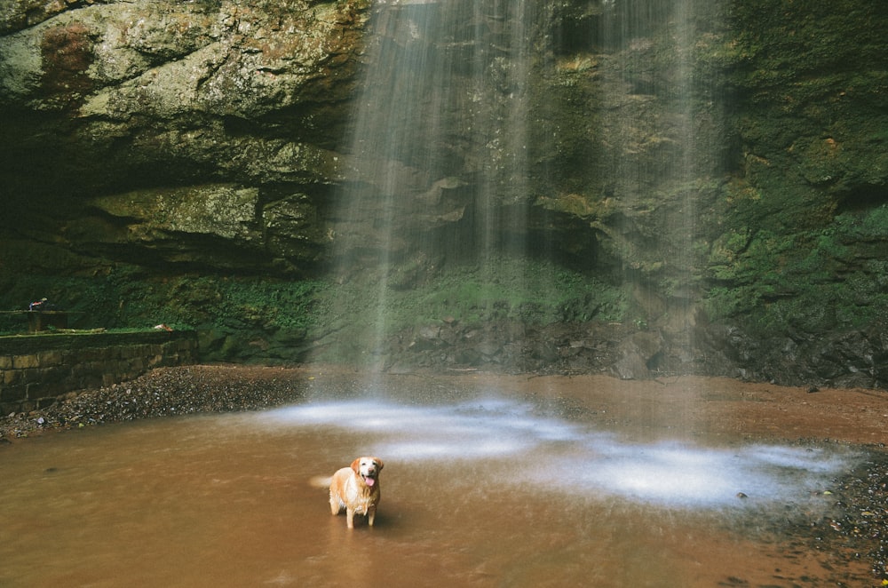 brown dog on water falls