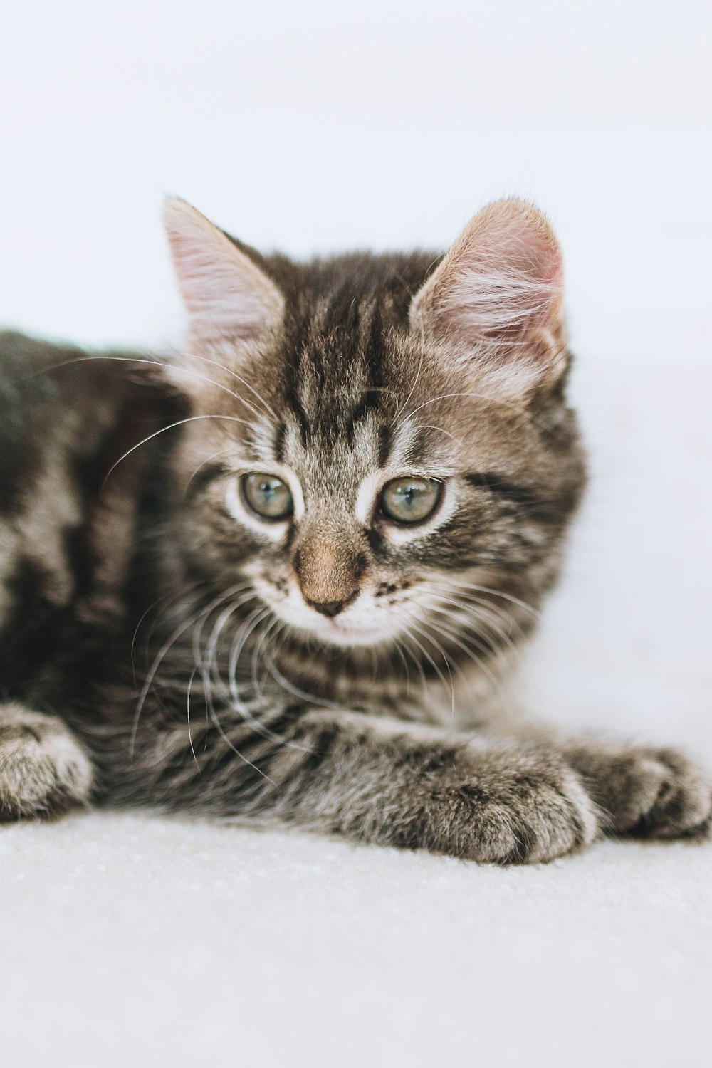 brown tabby cat lying on white textile