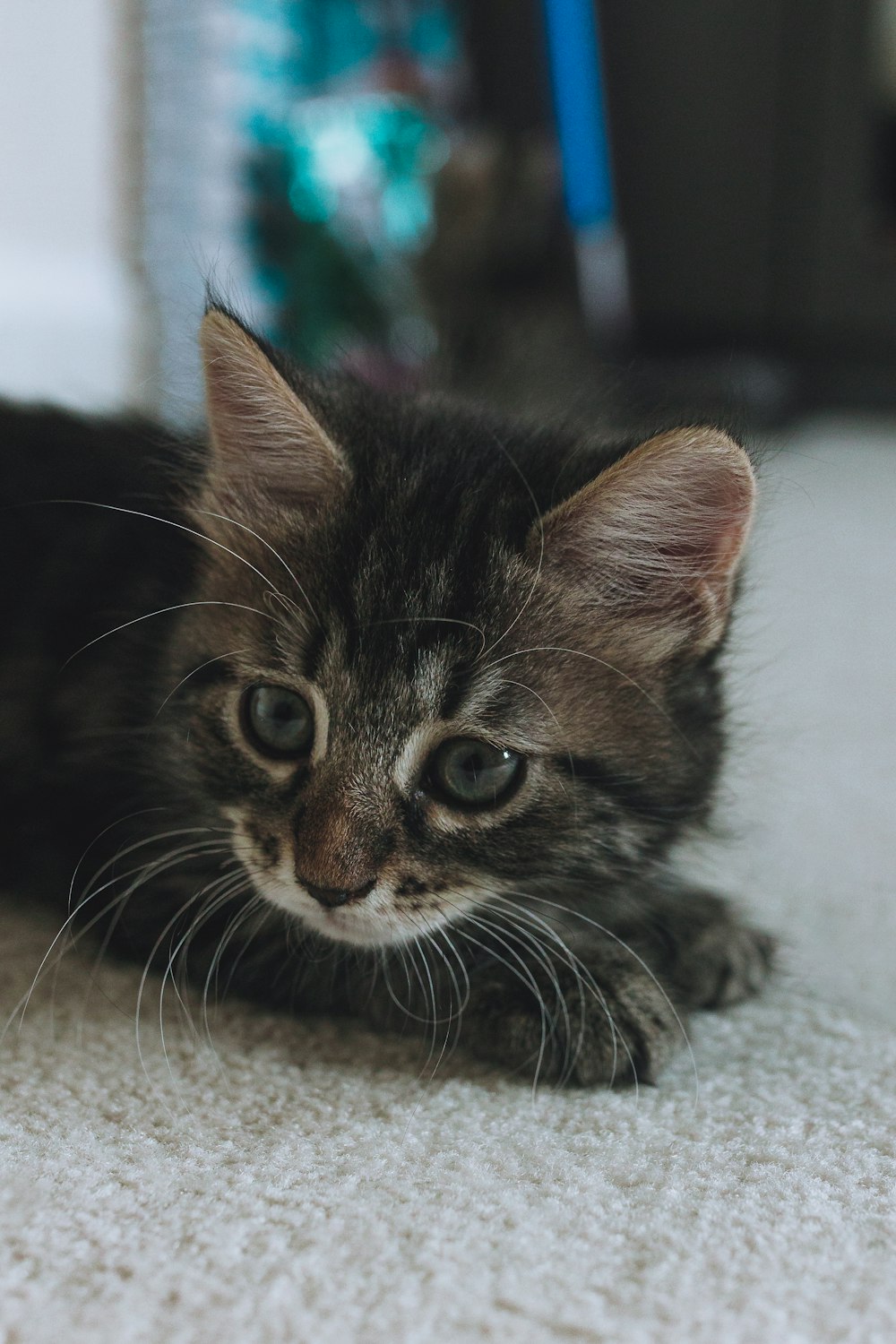 brown tabby kitten lying on white textile