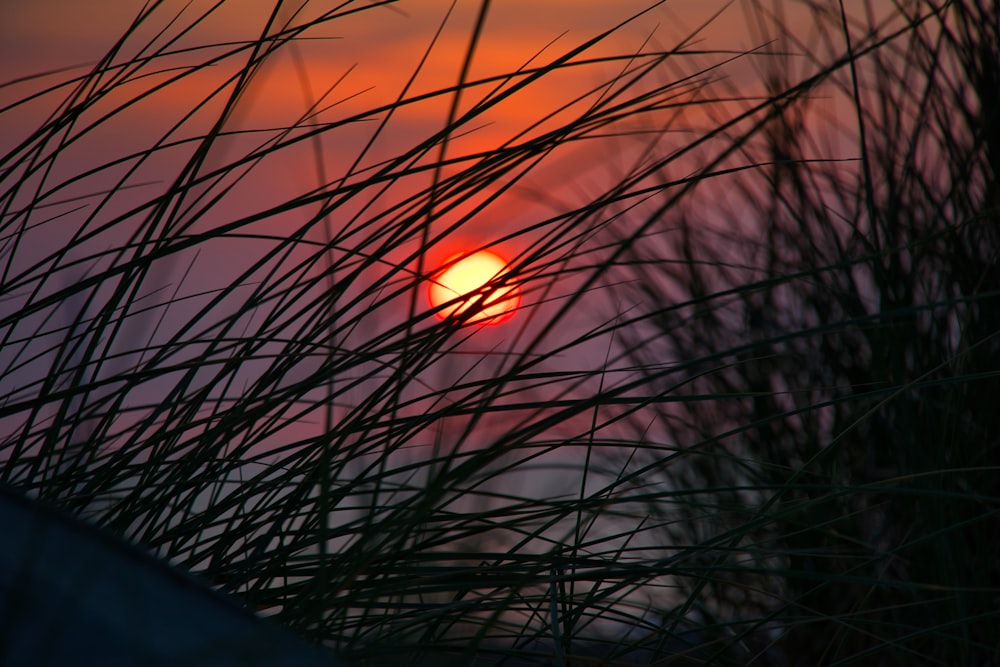 sun behind leafless tree during sunset