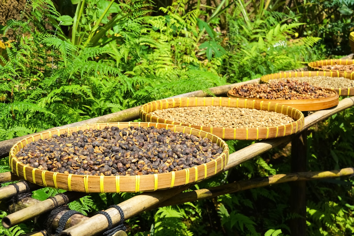 Organic Coffee Production 
